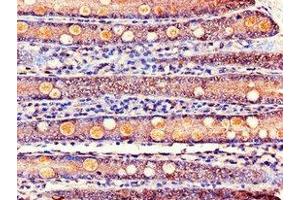 Immunohistochemistry of paraffin-embedded human small intestine tissue using ABIN7163979 at dilution of 1:100 (KCNE1 antibody  (AA 85-129))
