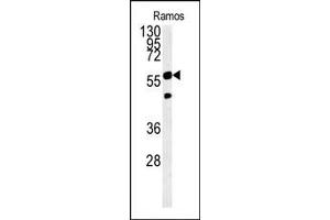 PHGDH Antibody (Center) (ABIN650767 and ABIN2839544) western blot analysis in Ramos cell line lysates (15 μg/lane). (PHGDH antibody  (AA 249-277))