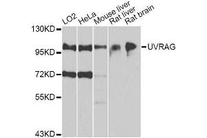 Western blot analysis of extracts of various cell lines, using UVRAG antibody.