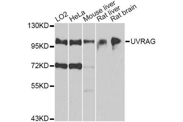 UVRAG 抗体  (AA 501-699)