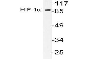 Western blot analysis of HIF1 alpha antibody  in extracts from LOVO cells. (HIF1A antibody)