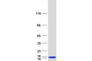 Validation with Western Blot (DDT Protein (Transcript Variant 1) (Myc-DYKDDDDK Tag))