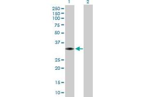 Western Blot analysis of MPST expression in transfected 293T cell line by MPST MaxPab polyclonal antibody. (MPST antibody  (AA 1-297))