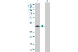 Western Blot analysis of MPST expression in transfected 293T cell line by MPST MaxPab polyclonal antibody.