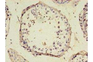 Immunohistochemistry of paraffin-embedded human testis tissue using ABIN7168967 at dilution of 1:100 (SRSF1 antibody  (AA 1-183))