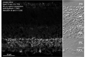 Indirect immunostaining of a PFA fixed mouse retina section (dilution 1 : 1000) (GLRB antibody  (AA 336-355, AA 336-455))
