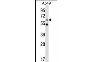 ZN Antibody (Center) (ABIN656365 and ABIN2845663) western blot analysis in A549 cell line lysates (35 μg/lane). (ZNF248 antibody  (AA 276-304))