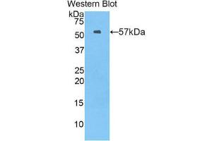 Western Blotting (WB) image for anti-Myxovirus Resistance Protein 1 (MX1) (AA 43-308) antibody (ABIN1859915) (MX1 antibody  (AA 43-308))