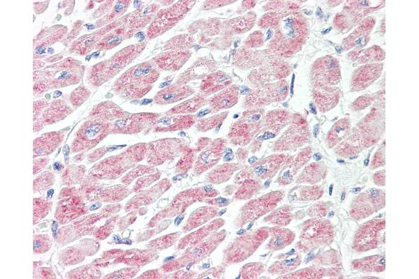 NLRX1 antibody  (AA 580-630)