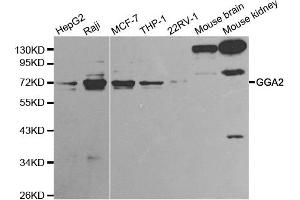 Western blot analysis of extracts of various cell lines, using GGA2 antibody.