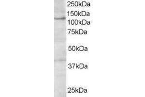 ABIN185260 (1µg/ml) staining of A431 lysate (35µg protein in RIPA buffer).