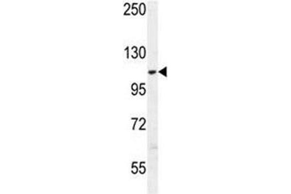 AARS2 antibody  (AA 366-394)