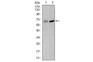 Image no. 3 for anti-Polo-Like Kinase 1 (PLK1) antibody (ABIN1500277) (PLK1 antibody)