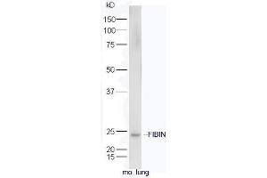 FIBIN antibody  (AA 101-200)