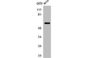 Western Blot analysis of HuvEc cells using Rabaptin-5β Polyclonal Antibody (RABEP2 antibody  (Internal Region))