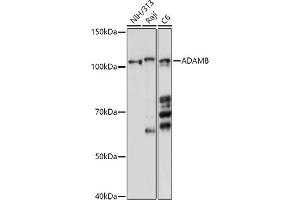 Western blot analysis of extracts of various cell lines, using  antibody (ABIN6131154, ABIN6136536, ABIN6136537 and ABIN6214775) at 1:1000 dilution. (ADAM8 antibody  (AA 17-300))