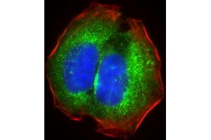 Immunofluorescent analysis of 4 % paraformaldehyde-fixed, 0. (RPS18 antibody  (AA 62-91))