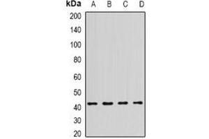 Western blot analysis of NPY4R expression in MCF7 (A), SHSY5Y (B), SW480 (C), HT29 (D) whole cell lysates. (NPY4R antibody)