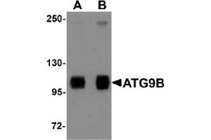 AP20065PU-N ATG9B antibody staining of HeLa Cell Lysate by Western Blotting at (A) 1 and (B) 2 µg/ml (ATG9B antibody  (C-Term))
