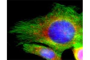 Indirect immunofluorescence on 3T3 cells (dilution 1 : 100; red) in combination with the monoclonal antibody against α-tubulin (, dilution 1 : 500; green). (Syntaxin 16 antibody  (AA 1-302))