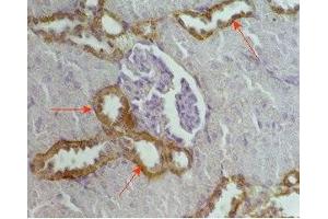 Rat kidney tissue was stained by Anti-RFRP (56-92) (Human) Serum (NPVF antibody  (amidated, Preproprotein))