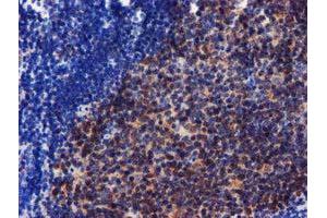 Image no. 2 for anti-Coiled-Coil-Helix-Coiled-Coil-Helix Domain Containing 5 (CHCHD5) (AA 1-110) antibody (ABIN1490560) (CHCHD5 antibody  (AA 1-110))