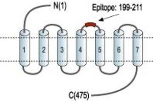 Dopamine Receptor D5 (DRD5) peptide