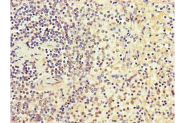 SGF29 antibody  (AA 1-293)