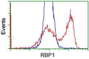 Image no. 2 for anti-Retinol Binding Protein 1, Cellular (RBP1) antibody (ABIN1497626) (RBP1 antibody)