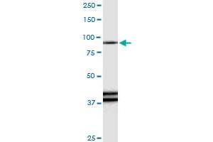 RAPGEF3 MaxPab rabbit polyclonal antibody. (RAPGEF3 antibody  (AA 1-881))