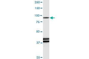 RAPGEF3 antibody  (AA 1-881)