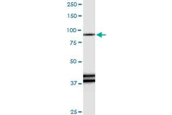 RAPGEF3 antibody  (AA 1-881)