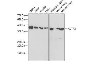 Western blot analysis of extracts of various cell lines using ACTR2 Polyclonal Antibody at dilution of 1:1000. (ACTR2 antibody)