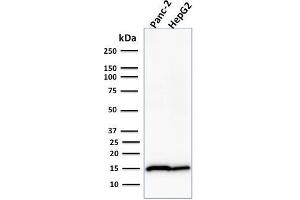 Western Blot Analysis of Human Panc-2 and HepG2 cell lysate using Frataxin Mouse Monoclonal Antibody (FXN/2124). (Frataxin antibody  (AA 57-210))