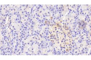 Detection of PTPRN in Human Pancreas Tissue using Polyclonal Antibody to Protein Tyrosine Phosphatase Receptor Type N (PTPRN) (PTPRN antibody  (AA 35-185))