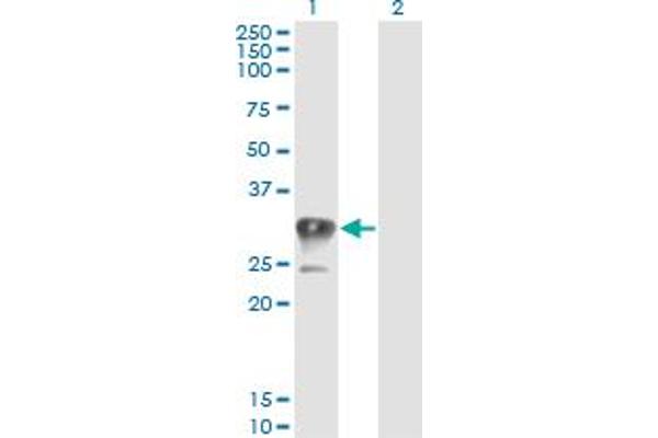 Superoxide dismutase copper chaperone antibody  (AA 175-274)