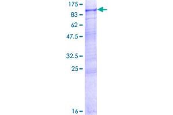 INPP5E Protein (AA 1-644) (GST tag)