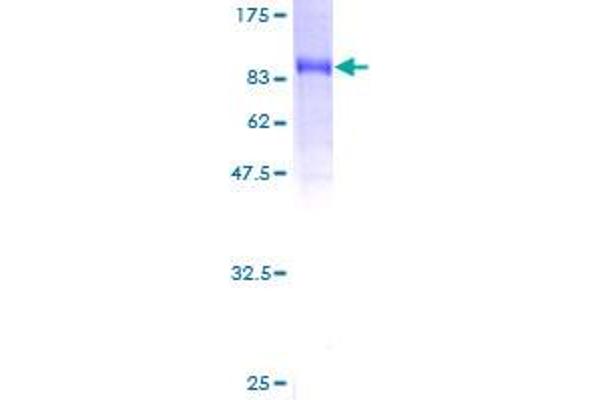 PDE9A Protein (AA 1-533) (GST tag)