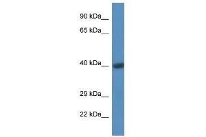 Western Blot showing CD44 antibody used at a concentration of 1 ug/ml against Fetal Heart Lysate (CD44 antibody  (C-Term))