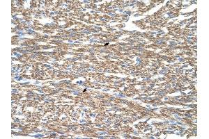 COX4I1 antibody was used for immunohistochemistry at a concentration of 2. (COX IV antibody  (N-Term))