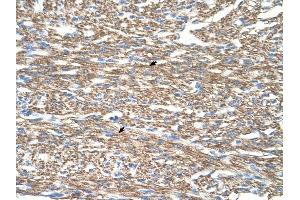 COX4I1 antibody was used for immunohistochemistry at a concentration of 2.
