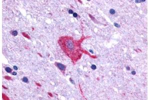 Anti-LGR4 antibody  ABIN1049006 IHC staining of human brain, neurons and glia. (LGR4 antibody  (C-Term))