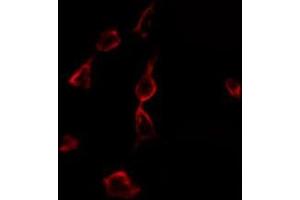ABIN6275320 staining 293 by IF/ICC. (NCOA4 antibody  (C-Term))