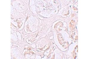 Immunohistochemistry (IHC) image for anti-SLAM Family Member 9 (SLAMF9) (C-Term) antibody (ABIN1030673)