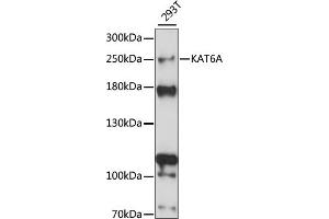 Western blot analysis of extracts of 293T cells, using KA antibody (ABIN7268768) at 1:1000 dilution. (MYST3 antibody  (AA 800-1000))
