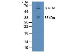 Western blot analysis of Mouse Liver Tissue. (OIT3 antibody  (AA 297-506))