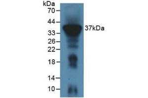 Figure 1. (IREM1 antibody  (AA 45-310))