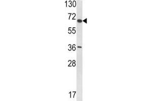 Western blot analysis of VDU1 antibody and T47D lysate. (USP33 antibody  (AA 799-829))