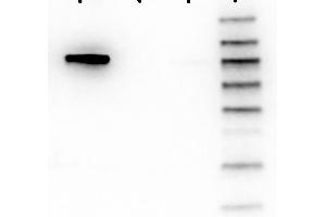 Western Blot of Mouse anti-AKT1 antibody. (AKT1 antibody  (Internal Region) (FITC))