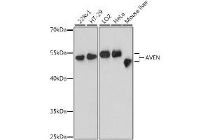 Western blot analysis of extracts of various cell lines, using AVEN antibody. (AVEN antibody)